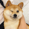 高傲的猫咪
