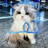 星漩编织者