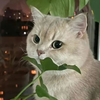 素霓