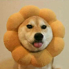 Dog狗
