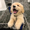 狼崽孤傲