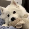 奶泡龙猫